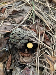 Cyptotrama chrysopepla