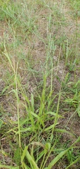 Paspalum setaceum