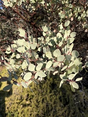 Arctostaphylos viscida viscida