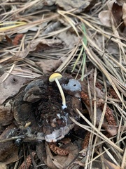 Cyptotrama chrysopepla