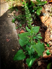 Agastache foeniculum