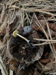 Cyptotrama chrysopepla