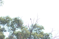 Haemorhous mexicanus