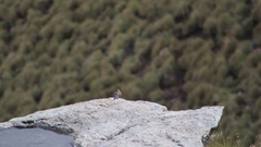 Junco phaeonotus