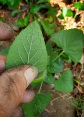 Agastache foeniculum