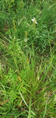Carex vulpinoidea