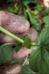 Agastache foeniculum