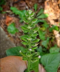 Agastache foeniculum