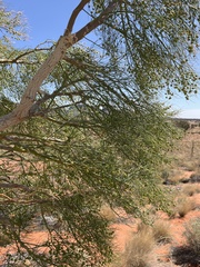 Gyrostemon ramulosus