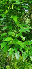Acer ginnala