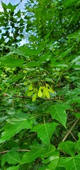 Acer ginnala
