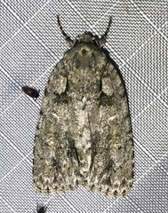 Acronicta ovata