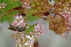 Aphilanthops frigidus