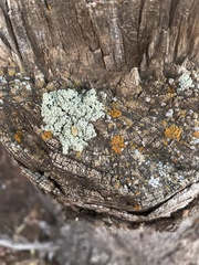 Flavopunctelia soredica