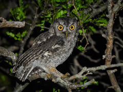 Megascops asio mccallii