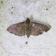 Pilocrocis