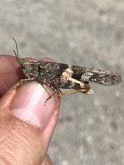 Trimerotropis saxatilis