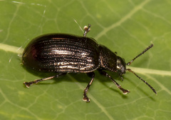 Phratora purpurea