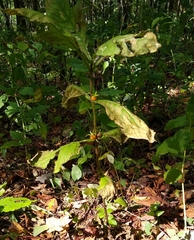 Triosteum aurantiacum