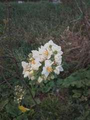 Solanum bonariense