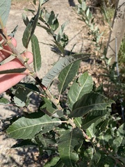 Salix eriocephala