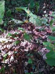 Triosteum aurantiacum