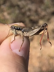 Melanoplus decurvus