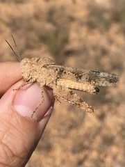 Spharagemon cristatum