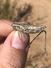 Campylacantha olivacea