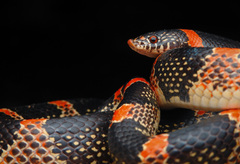 Rhinocheilus lecontei