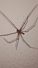 Pholcus phalangioides
