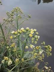 Senecio bonariensis