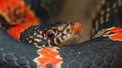 Rhinocheilus lecontei