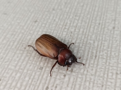 Amphitrichia constricta