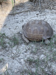 Gopherus berlandieri