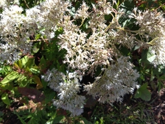 Eupatorium formosanum