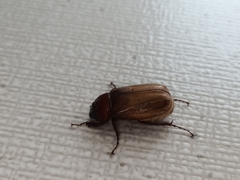 Amphitrichia constricta