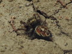 Phidippus arizonensis