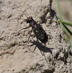 Cicindela