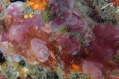 Petrosia pellasarca