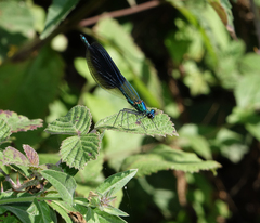 Calopteryx splendens intermedia
