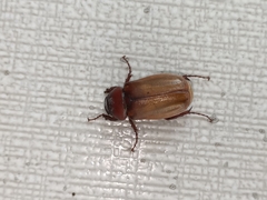 Amphitrichia constricta