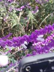 Xylocopa tabaniformis