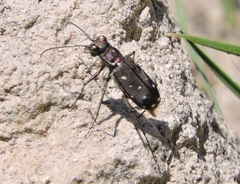 Cicindela