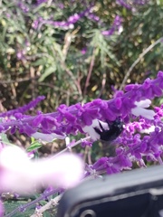 Xylocopa tabaniformis