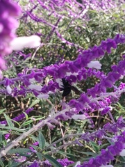 Xylocopa tabaniformis