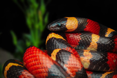 Lampropeltis annulata
