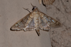 Mimorista subcostalis