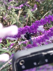 Xylocopa tabaniformis