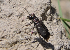 Cicindela